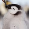 Penguins(TradeMPJ)🐧🇺🇦 的头像