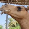 Profilbild von Muscat2021