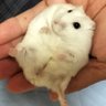 パオキチ's profile picture
