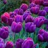 Фото профиля 21PurpleTulips🔮✨