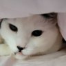 Profilbild von Kitten
