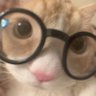 เลียม profil fotoğrafı