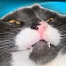 Profilbild von Mansik Cat