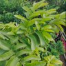 Фото профиля ❤️RK 🌿MAIDA🕵️