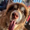 好运哥 profil fotoğrafı