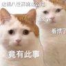 喵瞄秒秒 profil fotoğrafı