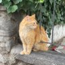 Nil deniz's profile picture
