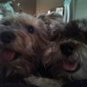 SchnauzersRule profil fotoğrafı