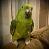 Profilbild von Birdie