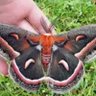 MaestroMariposa profil fotoğrafı