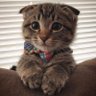N،KFU🐾🐈⬛'s profile picture