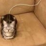 Salad's profile picture