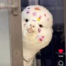 LalaHutch 的头像