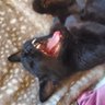 ChiliConCarne's profile picture