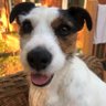 Sirius O'Connor's profile picture