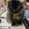 タコポン profil fotoğrafı