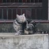Фото профиля それしま