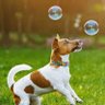 Фото профиля FUNwidpets