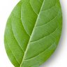 leaves leaves's profile picture