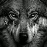 WOLF 的头像