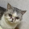 香菜 profil fotoğrafı