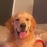 Internet Shit Poster's profile picture
