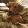 The Dachshund Nose's profile picture