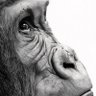 Rowan Gallery profil fotoğrafı