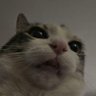 Chris's profile picture