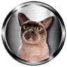 Shiva on ton | #shiva profil fotoğrafı
