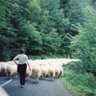 mouton-ton's profile picture