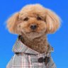 Profilbild von ぷりん🐶ちゃいろいいぬ