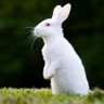 kertelRabbitry 的头像