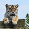 WolSense profil fotoğrafı