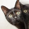 Profilbild von O Gato Preto