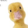 Ginger's profile picture