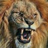 SDL's profile picture