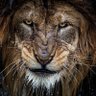 Old Lion's profile picture