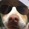 MGDog's profile picture