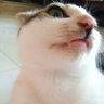 eka mustika's profile picture