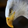 Ratidzo Goredema profil fotoğrafı