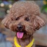 毛球222's profile picture