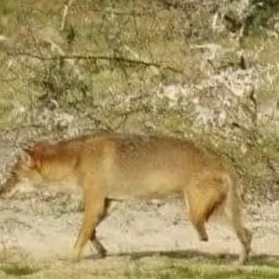 Chimpilu2's profile picture