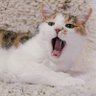 mako🎈🍀🐱🍀🎈's profile picture