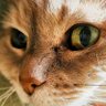nv profil fotoğrafı