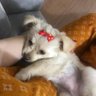 joseph.petrosyan.چسی ناشتا 的头像