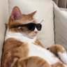MEOW profil fotoğrafı