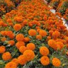 Фото профиля राकेश कुमार राकेश