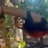 シャノワールの旦那 profil fotoğrafı
