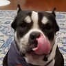 Profilbild von Charingo
